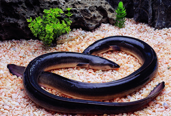 �����Ӫ����ֵ��Ч ��ν���ʳ�����㣿