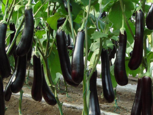 ������ô�Բ��ܴﵽ������Ч�����ݹ�Ч