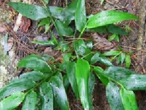 ��ҩ��֪�������´����Ȳ�����Ҷ�������߹�ЧҪ����