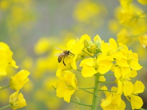 �Ͳ˻���Ӫ����ֵ����Ч �Ͳ˻�������