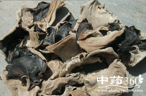 ҩ<a href='https://www.zhongyao360.com/z/baibeimuer/' target='_blank'>ױľ</a>