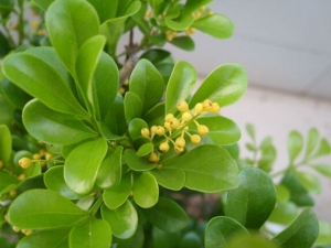 �������Ĺ�Ч������