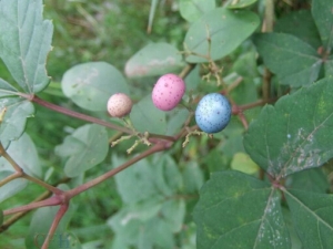 ���������������������ѵĹ�Ч������