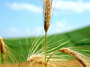 Զ�롰����������ʳ�� ����������ʲôʳ��