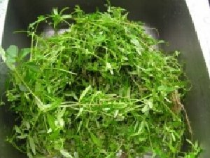 ����ݵĹ�Ч������ ����ݵ�����