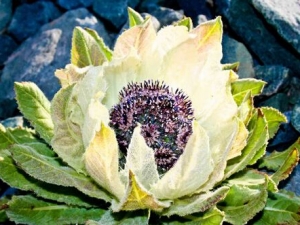 ѩ�����ݾƵĹ�Ч ѩ����ҩ��