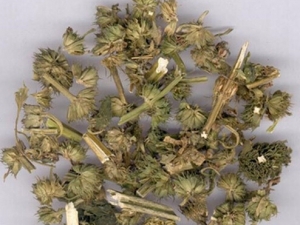 ��ҩ��ε�Ĺ�Ч���ٴ�Ӧ��