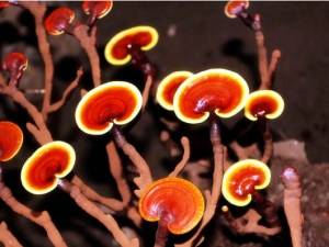 Ѫѹô Ѫѹʳ Ѫѹķ