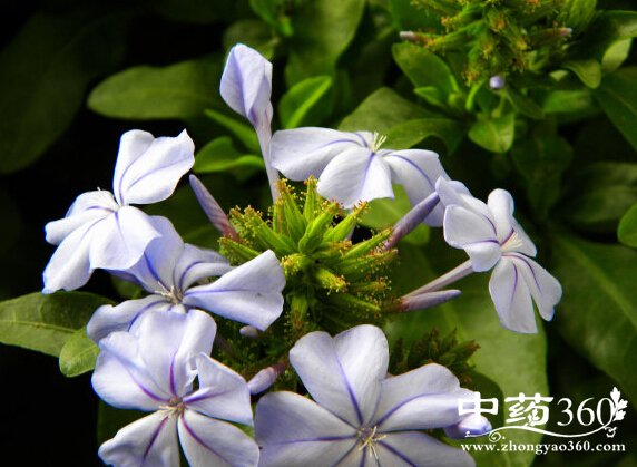 <a href='https://www.zhongyao360.com/z/baihuadan/' target='_blank'>׻</a>