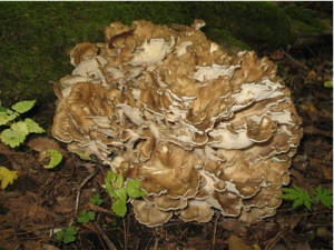 �ķ�����|С�㲻���ɷ��ô���������