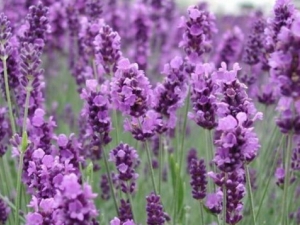 ���׵�ֲ������Щ ����ʳ������ӵ��毺�����