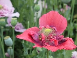 ��ڻ��Ľ��� ��ڻ���ҩ�ü�ֵ ��ڻ���Σ��