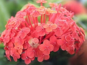 �ɵ����Ĺ�Ч������ �ɵ�����ֵ