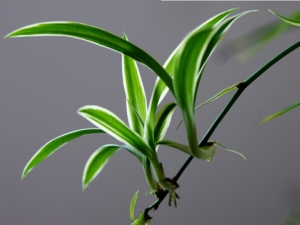 �����۾�ƣ�� �칫��Ӧ�÷�ʲôֲ��