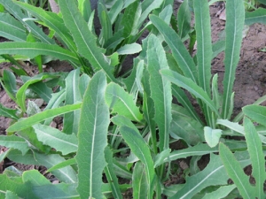 �����˵�Ӫ����ֵ �����˵�����|ʳ�ý���