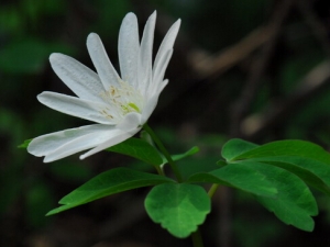 �౻�������Ĺ�Ч������