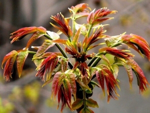 ���˵�Ӫ����ֵ ���˵Ĺ�Ч������