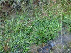 ����ɢ���� ����ɢ��Ч