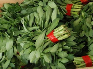 Ѳ˵Ӫֵ Ѳ˵ĹЧ Ѳ˵