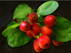 ������Ĺ�Ч������ �������ɽ���