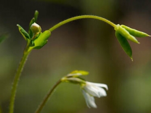 ����Ĺ�Ч������ ������÷�����