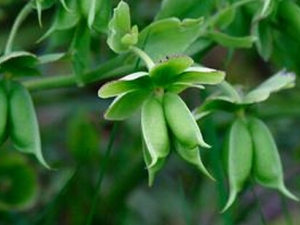 ��ҩ���˿����ܲ�С�㲻�� �˿��Ĺ�Ч������