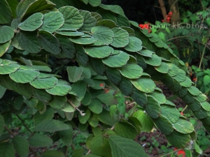 ë��Ǯ�ݵĹ�Ч������ �÷�����