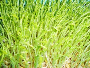 ����ѿ��Ӫ����ֵ ����ѿ������