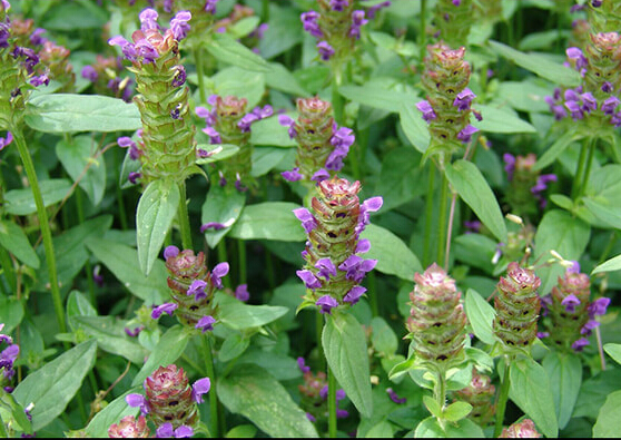 【图片】夏枯草的功效与作用|夏枯草的食用方法|夏枯草的功效|夏枯草的副作用|夏枯草图片|夏枯草作用夏枯草附方