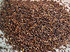 ��������ʪ���� ���������� ����������