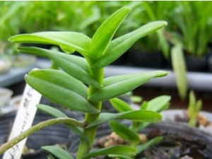 ������Ĺ�Ч������ ���Ƚⶾ���ֹѪ