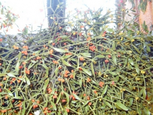 ������ҩ֮�޵�ҩ�ƴ��� �޵�ҩ�ƹ�Ч