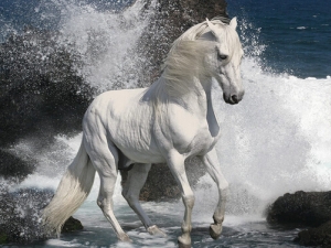 ���������Ĺ�Ч������ ����������ʳ�ý���