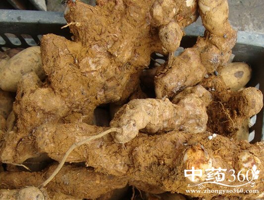 土茯苓的功效与作用 土茯苓的用法用量和使用禁忌-中药360