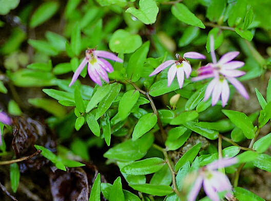 【图片】半边莲功效与作用|半边莲副作用|半边莲图片|半边莲的药用价值|半边莲附方|半边莲副作用|半边莲食用方法