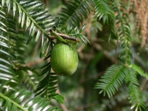 Ѫ鼵Ĺ�Ч������_��ʳ��|���׳棡