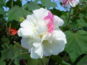 ����ɢ���� ����ɢ��Ч