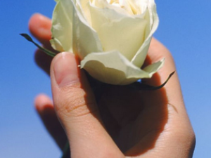 ������צ���ɽ����ۻ�����   ţ����ľ������ļ�����ϸ��