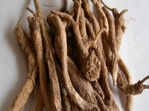 ɳεĹЧ ɳεĸüʳ÷