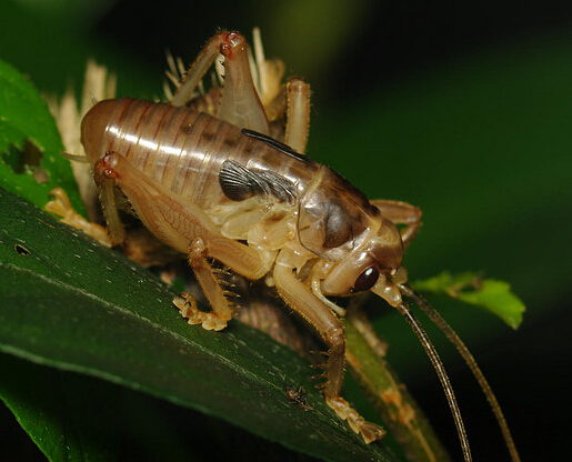 ��ҹ�Ĺ�Ч������ �Ƹ�ʹ������Ѫ