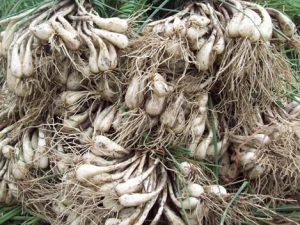 ��ͷ��Ӫ����ֵ ��ͷ��ʳ�÷���