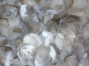 ���۵�Ӫ����Ч������