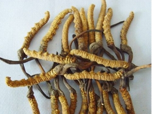 ��������صļ��� �����Ĳݸ�ʪ��Ч�ô�ͬ