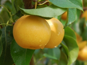 �＾ɤ�Ӹ���ʹ �Ƽ����ɤʳ��