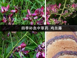 ἦѪٵĹЧ ἦѪٵҩüֵ