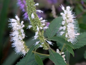 ��޸ɢ���� ��޸ɢ��Ч ��޸ɢ����