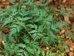 ���ɢ�������� ���ɢ���� ���ɢ��Ч ���ɢ����