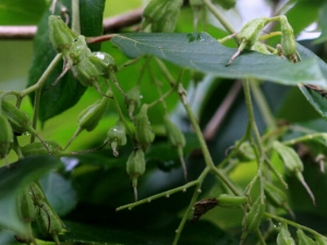 ��ҩ�ϵ����Ĺ�Ч�����ü�����