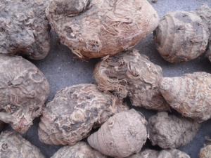 ������ʳ�账�� ������ʳ�蹦Ч����������