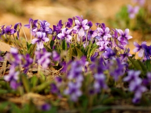 �ϻ��ض��Ĺ�Ч�����ü��ٴ�Ӧ��